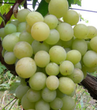 Matilda sadnice vinove loze - Lozni Kalemovi Stone Sorte