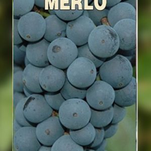 Merlo