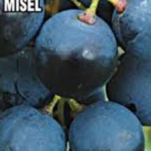 Mišel Palijeri
