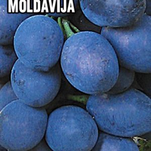 Moldavija