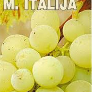 Muskat Italija