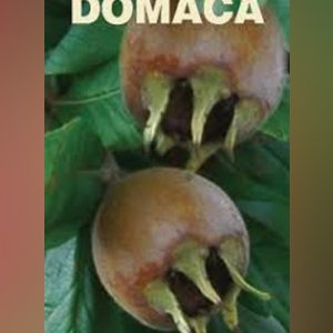 Domaća Mušmula