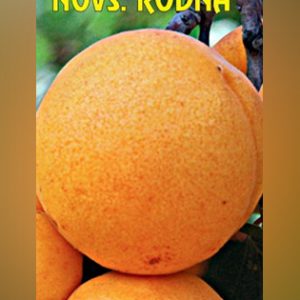 Novosadska Rodna