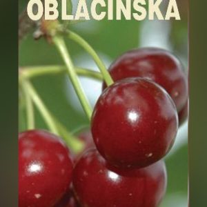 Oblačinska