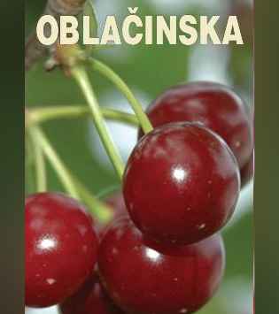 Oblačinska