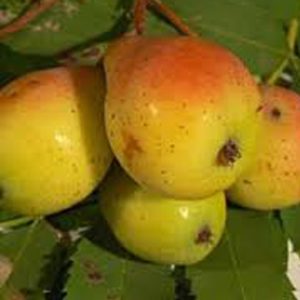 Oskoruša