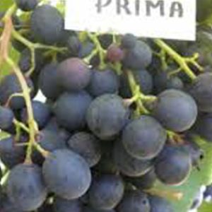 Prima