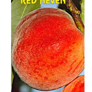 Redheven