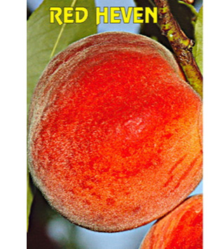 Redheven