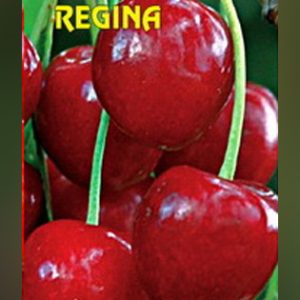 Regina