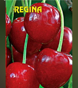 Regina
