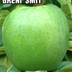 Sadnice Jabuke Greni Smith