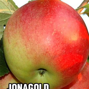 Sadnice Jabuke Jonagold