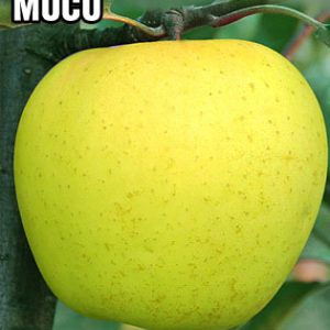 Sadnice Jabuke Mucu