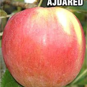 Sadnice Jabuke Ajdared