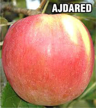 Sadnice Jabuke Ajdared