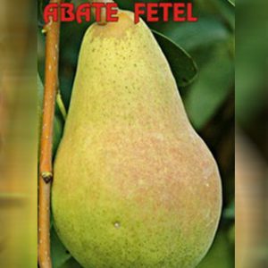 Abate Fetel