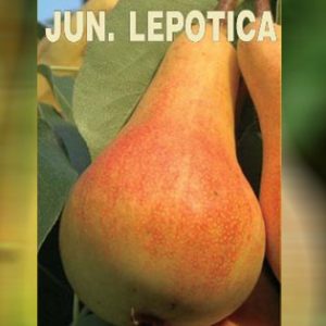 Junska Lepotica