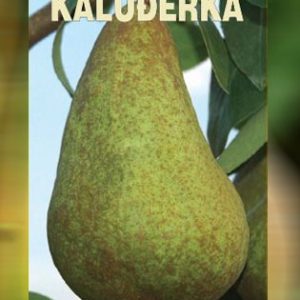 Kruška Kaluđerka