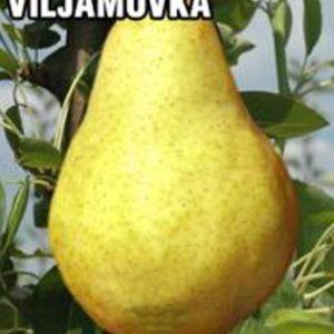Viljamovka