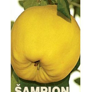 Šampion dunja
