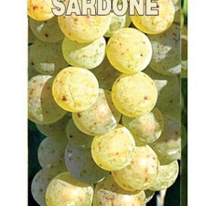 Šardone
