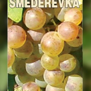 Smederevka