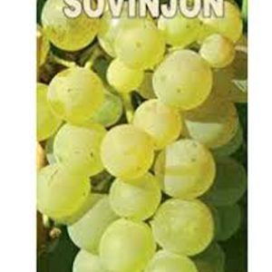 Sovinjon Beli