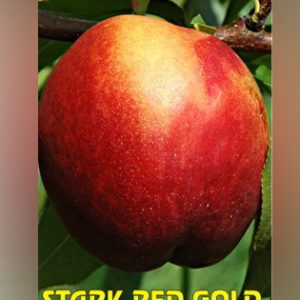Stark Red Gold