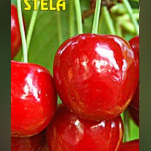 Stela