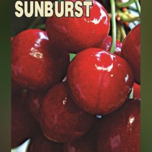 Sunburst