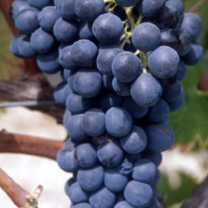Syrah sadnice vinove loze - Lozni Kalemovi Vinske Sorte