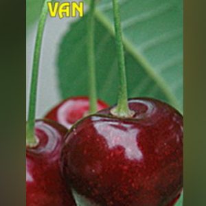 Van