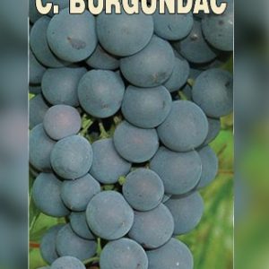 Crni Burgundac Pinot Noar sadnice vinove loze (lozni kalemovi po super ceni)