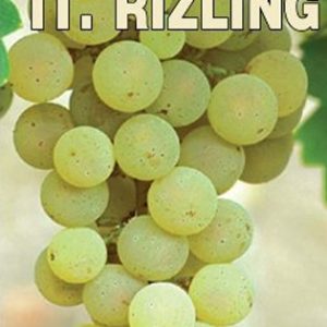 Italijanski Rizling