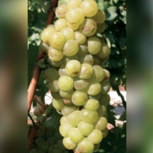Muscat a petit grain