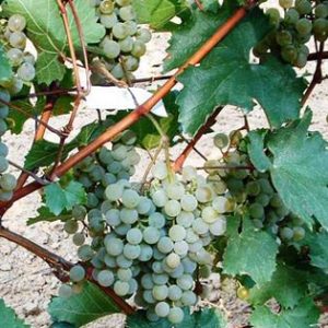 Panonia (Panonija) sadnice vinove loze - Lozni Kalemovi Vinske Sorte