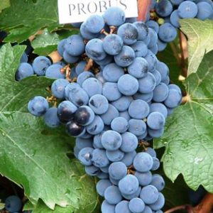 Probus