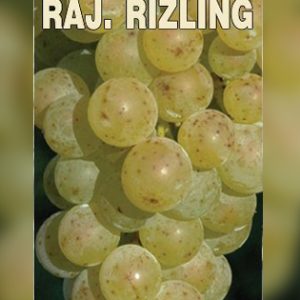 Rajnski Rizling