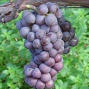 Sivi Burgundac Pinot Gris